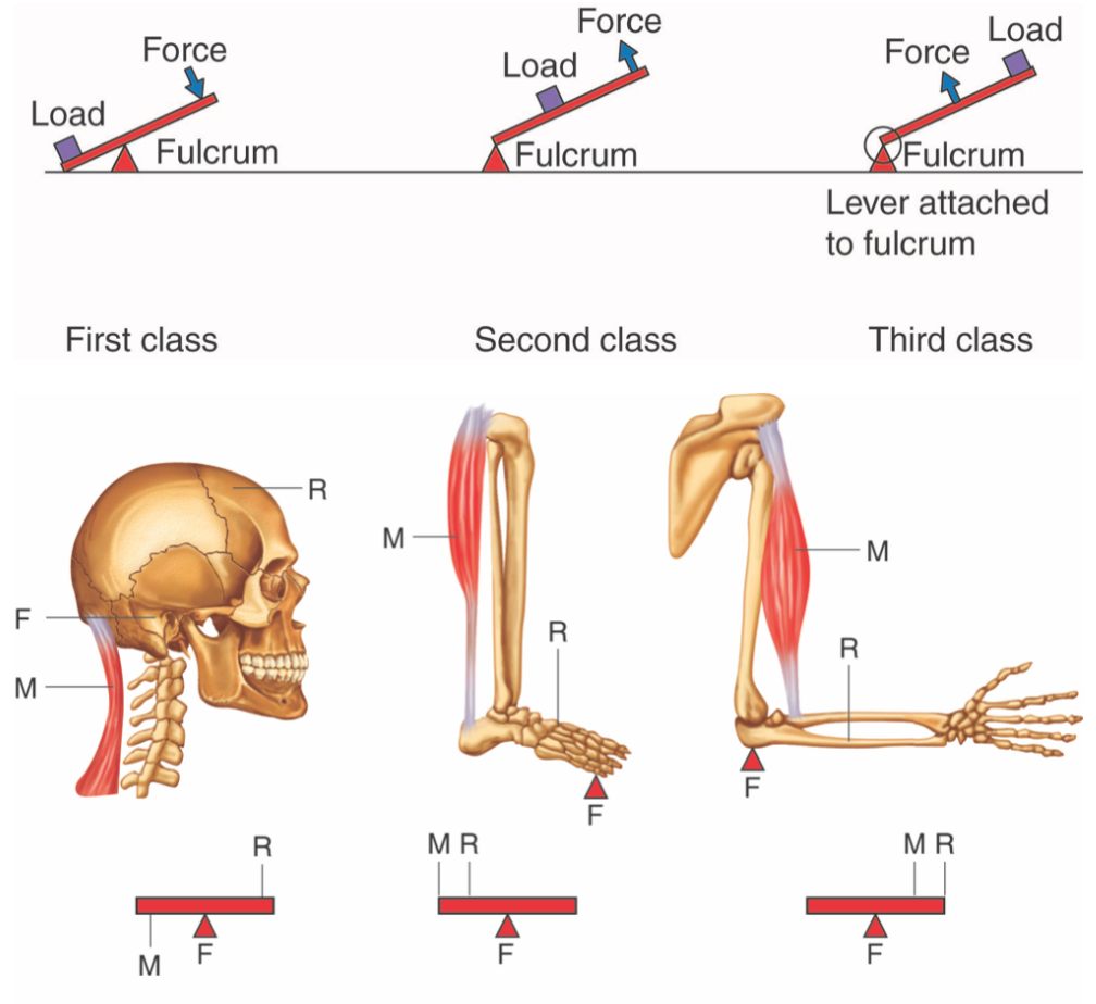 What Muscles are Used During Arm Wrestling